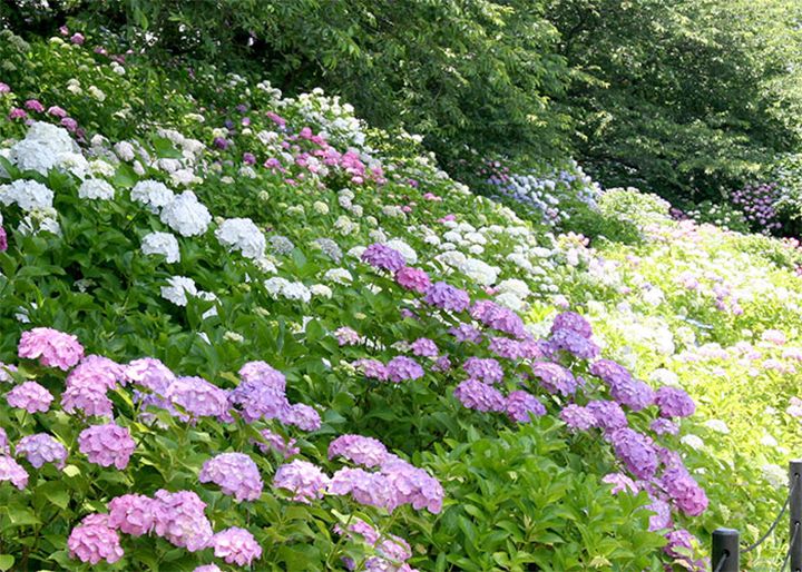 権現堂公園のアジサイ