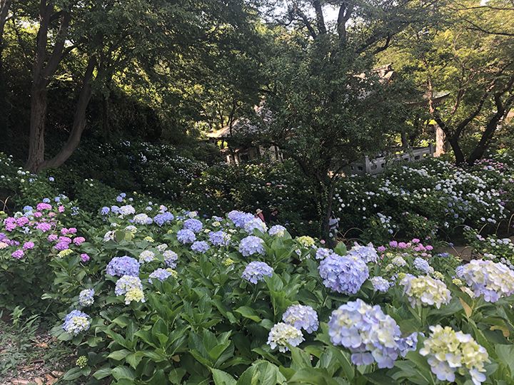 ベストポジションでアジサイを撮ろう